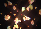 Abstract effects and Multi Mirror (click to view)