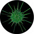 Optikinetics Mono Colour Cassette Green No. 23