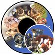 Optikinetics 6" Wheel: Fluffy