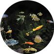 Optikinetics 9" MAX Wheel: Aquarium