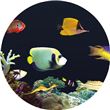 Optikinetics 9" MAX Wheel: Coral Reef