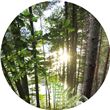 Optikinetics 9" MAX Wheel: Forest