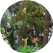 Optikinetics 9" MAX Wheel: Woodland